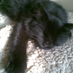 semmy