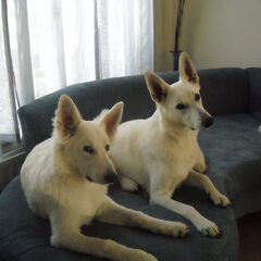 dunya en daya