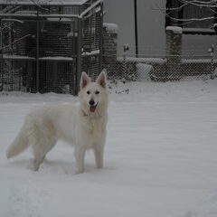 misty in de sneeuw