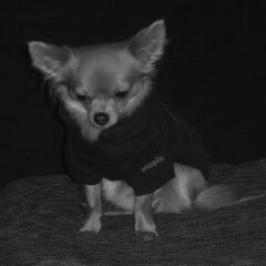 Dinake een chihuahua is een beetje moe . haar oogjes zijn…