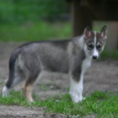 Electra 7week
