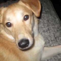schattige Bo