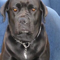 Dit is Shaila. Kruising tussen een Bordeaux Dog / Labrador…