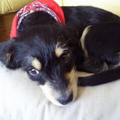 sika 4mnd oud is het geen lievie