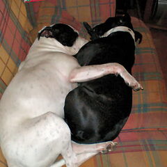 samen kroelen