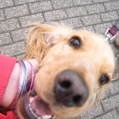 lief he?