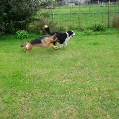 wanda en smokey op de wei,ze heeft moeite om hem bij te…