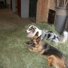 wanda en face in het hooi