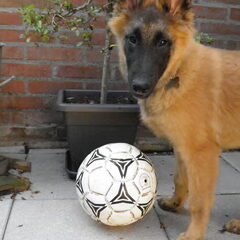 Gek op ballen haha