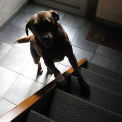 Laika durf geen trappen doen