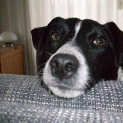 stoute Odie