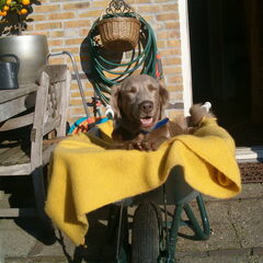 bjeddah net gewassen