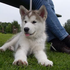 dit is mijn puppy een alskan malamute