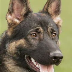 Onze andere trots Jazzy net 8 maanden