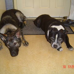 Jedda (links) en mike samen op de mat