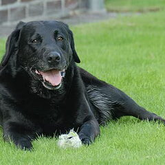Onze Senna (zij is nu 13 jaar oud)