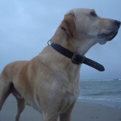 Op texel