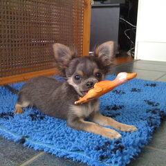 Che is mijn nieuwe buddy een chihuahua van nu 4,5 maanden…
