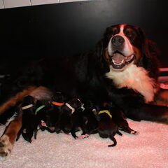 Luna's tweede nest 02-10-2011