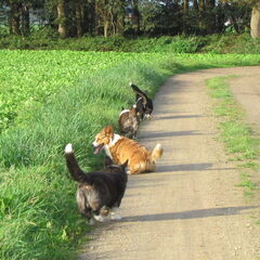 aan de wandel