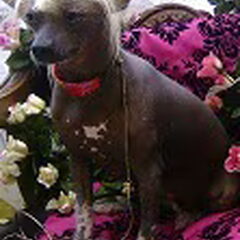 Dit is Lotus, ruim 3,5 jaar nu, true hairless dochter van…
