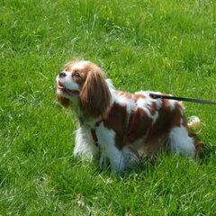 Dit is Sophie. ( Living Colours Excellent Choice)