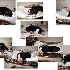 8 pups 08-10-2011