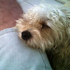 Honden liefde