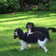Pitou en Zino in de tuin