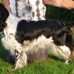LUNA de toekomstige moeder van pups hopen we!