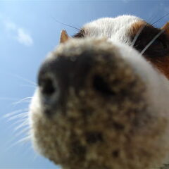 Zand neus