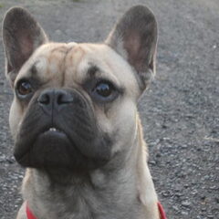 Stoere ossie
