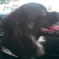 cruisin in de auto