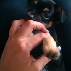 onze pup bruno bruno is een kruising pincher chi het is een…
