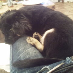 puppy zina