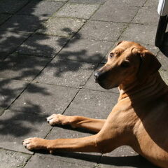 Bo (nieuw in de groep)