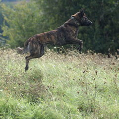 Wat zit er in dat hoge gras???????