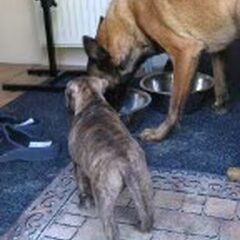 Ohh ik durf echt wel uit de bak van de grote hond te eten!