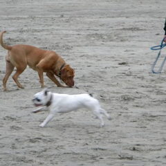 Met mijn vriendinnetje Xena op het strand