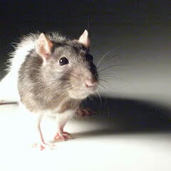 Muis mijn allereerste eigense maatje ;) 2001-2004