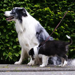 Dit is Luka met zijn papa Spike, is het niet schitterend…