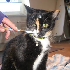 mijsje schilderd mee!? Hahaha.. maar prettig is anders ;)…