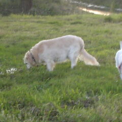 samen scharrelen,owww wat gezellig...X