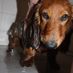 Voor de eerste keer douche...