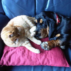 Heerlijk samen op de bank met mijn speelmaatje Wammes.