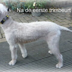 De trimmer had nog nooit zo'n lieve terrier meegemaakt!