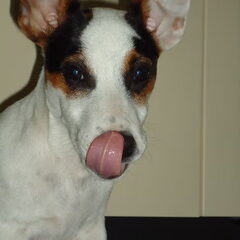 mooie tong