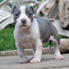 Kitana 33 dagen