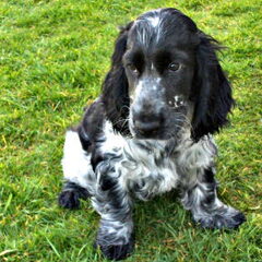 Hier is Toby ca.3 maanden; hij is een enige hond, zacht en…