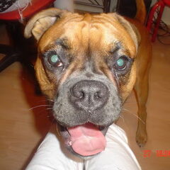 de liefstee!! zomer '08 zo te zien had hij het erg warm :P